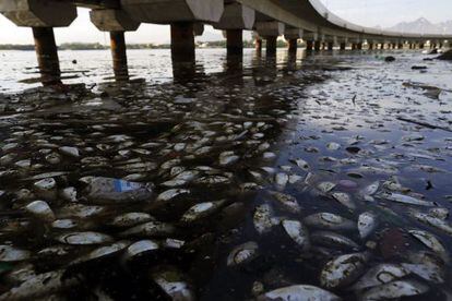 Em fevereiro de 2015, milhares de peixes foram achados mortos na Baia de Guanabara. 