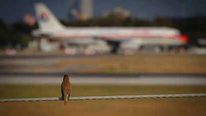 Pássaro observa um avião.