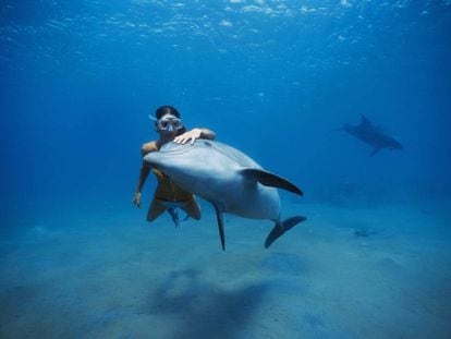 Uma mergulhadora nada junto a um golfinho no mar Vermelho.
