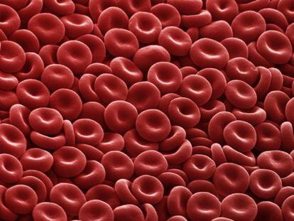 Glóbulos vermelhos, que transportam o oxigênio.