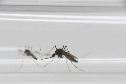 Mosquitos Aedes aegypti, transmissores do vírus da zika