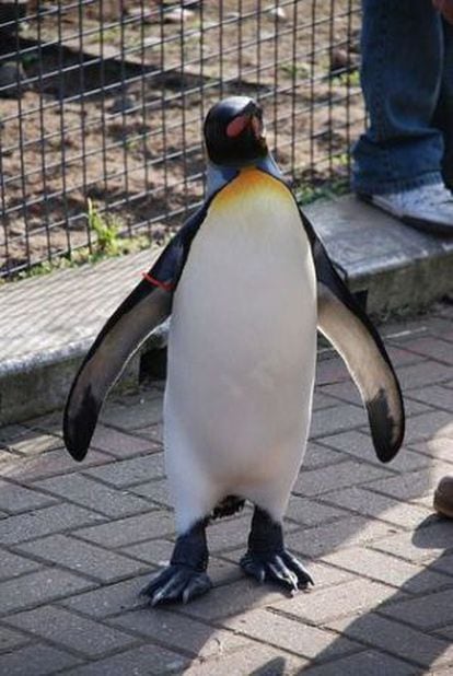 O pinguim mais conhecido como Sir Nils Olav.