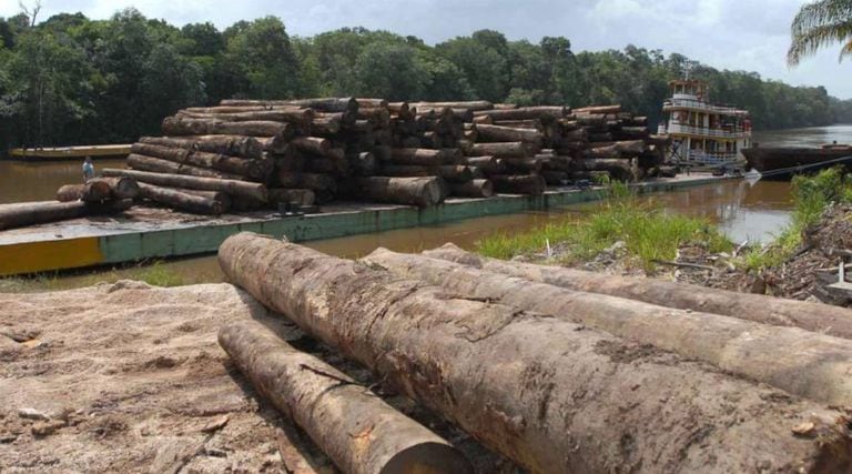 Madeira retirada da Amazônia.