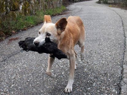 Uma cachorra carrega o corpo carbonizado de sua cria