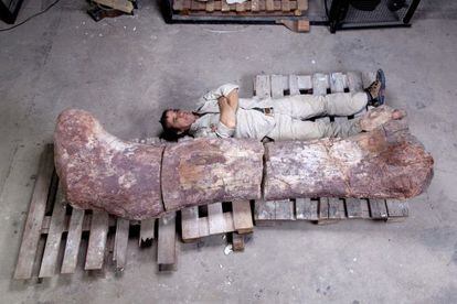 O paleontólogo Pablo Puerta, ao lado do fêmur de dinossauro.