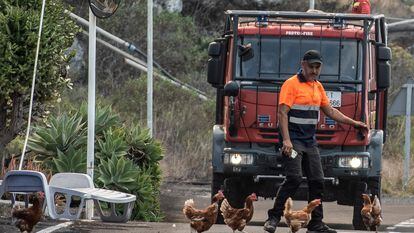 Voluntário dispersando galinhas pelo avanço da lava em Todoque, La Palma.
