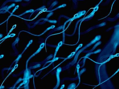 Espermatozoides ‘lutam’ para fecundar os óvulos