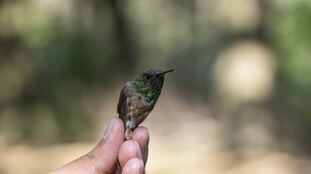 Um colibri observado na Universidade Autônoma do México. 