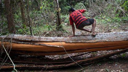 Indígena pula árvore derrubada ilegalmente no Pará.