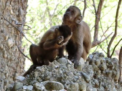 Dois dos macacos da Serra da Capivara no lugar onde quebram as pedras