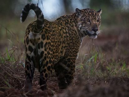 Uma onça pintada no Pantanal.