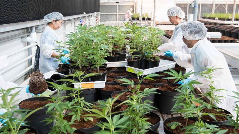 Trabalhadores em uma estufa de maconha em Ontário
