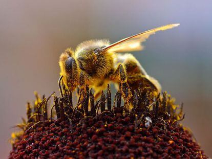 Declínio das abelhas é generalizado em todo o Hemisfério Norte.