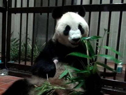 A panda gigante Shin Shin, com o bebê no colo.