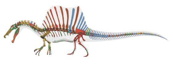 Reconstituição digital do esqueleto do Spinosaurus aegyptiacus.