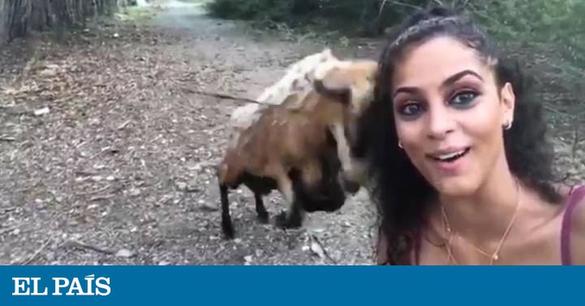 Cabra enrosca chifres em rabo de cavalo e vídeo viraliza com pergunta: Como  fez isso?