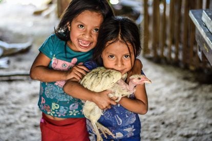 Crianças do Corredor Seco da Guatemala seguram uma galinha de pescoço pelado.