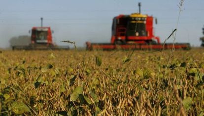 Plantação de soja em Olivera, na Argentina.