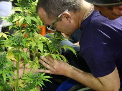 ExpoCannabis, no Uruguai.