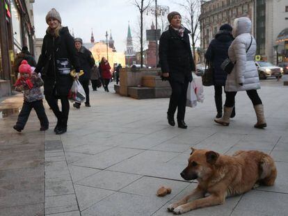 Um cachorro na rua Tverskaya de Moscou em dezembro passado.