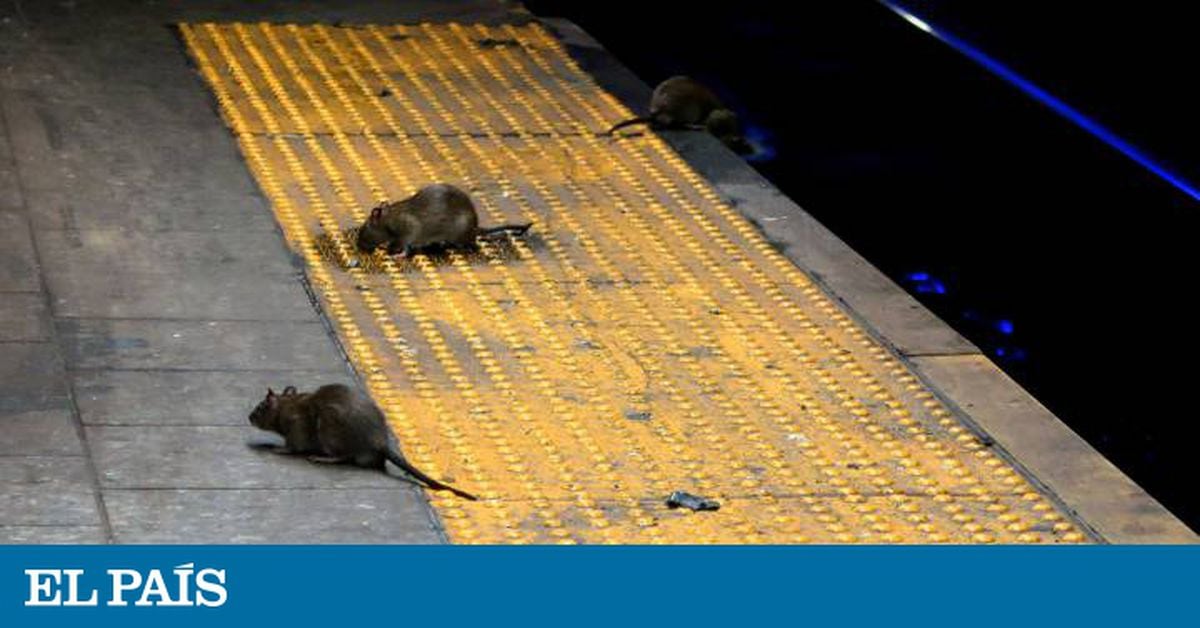 Guerra contra roedores pode estar gerando uma nova espécie de super-ratos