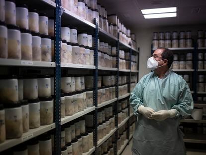 O patologista Alberto Rábano examina cérebros humanos no Banco de Tecidos da Fundação CIEN, em Madri.