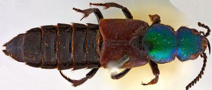Escaravelho Darwinilus sedarisi.
