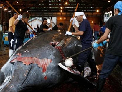 Vários trabalhadores destrincham baleia no porto de Minamiboso, a sudeste de Tóquio