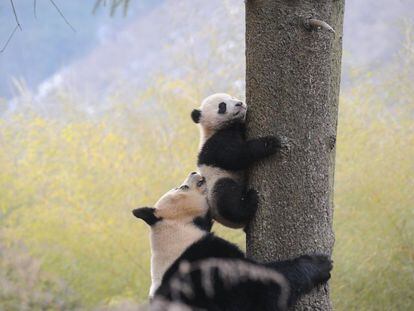 Um panda gigante ajuda o seu bebê a subir em uma árvore em Hetaoping (Chinesa), em 27 de janeiro de 2016.