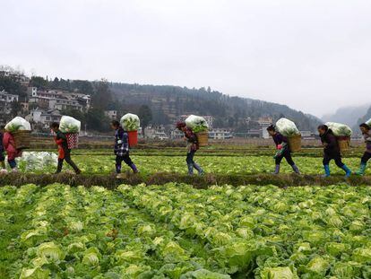 Um grupo de agricultores na província chinesa de Guizhou