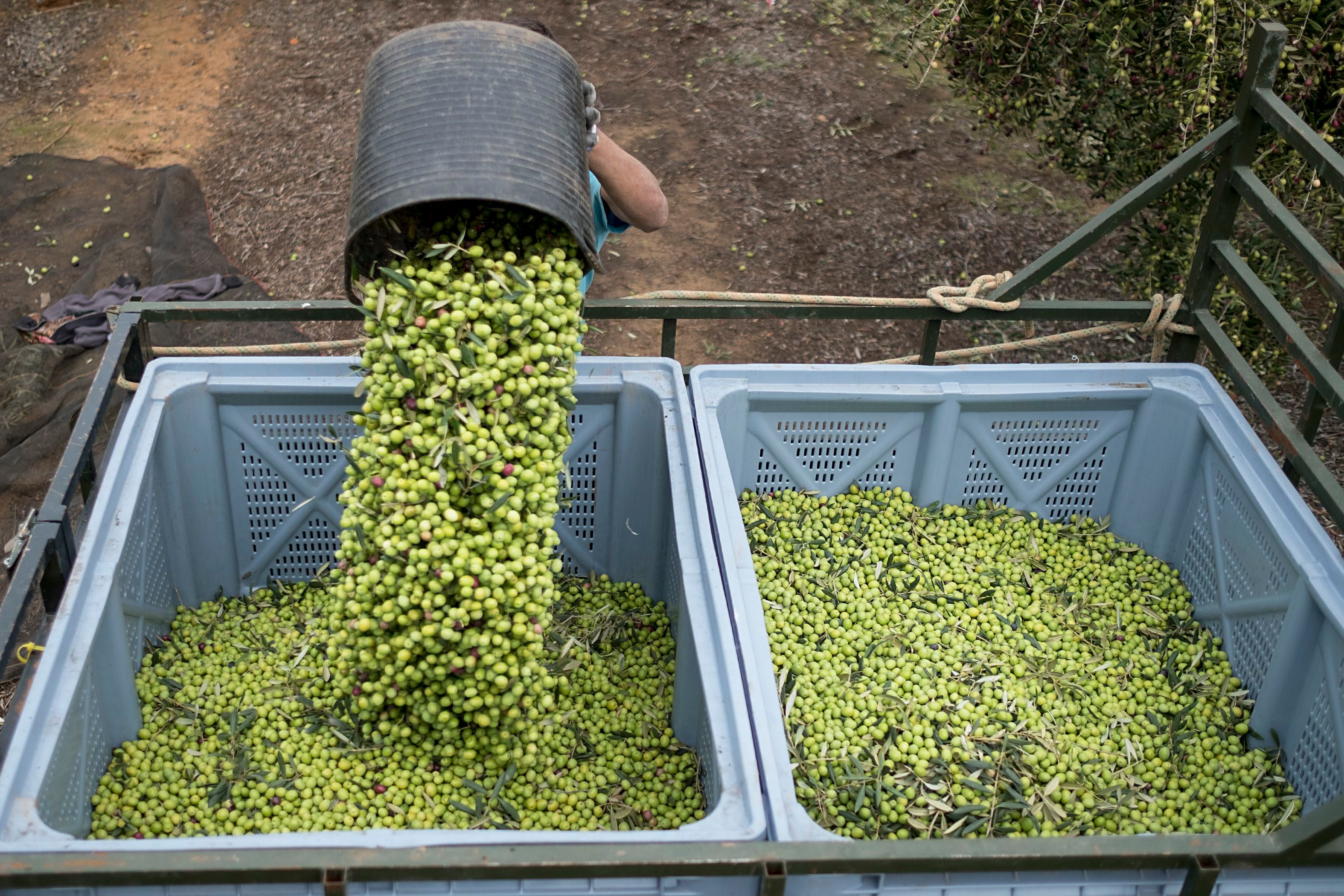 Colheita de azeitona em uma fazenda no sul da Espanha. É um dos produtos sujeitos a receber novas tarifas dos EUA, na disputa comercial com a UE. 