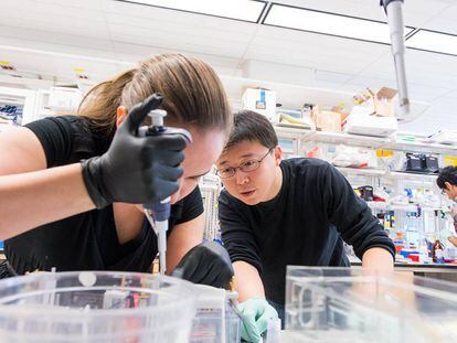 Feng Zhang trabalha em seu laboratório com a estudante Silvana Konermann.