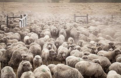 Ovelhas na fazenda Leleque, que Benetton usa para sua famosa lã⁠⁠.