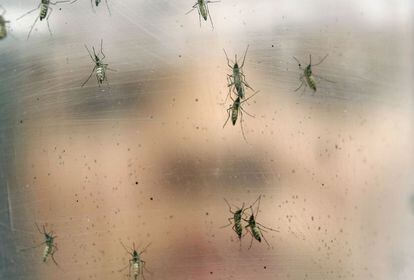 Mosquitos 'Aedes aegypti' no Brasil.