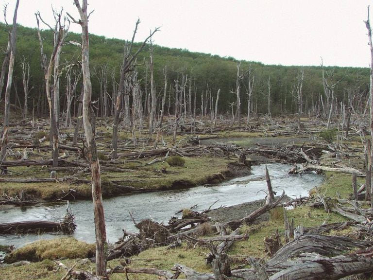 Bosque destruído pelos castores