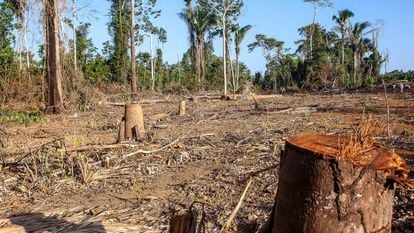 Imagem de operação do Ibama que registrou focos de desmatamento.