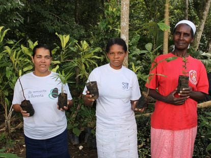 Mulheres trabalham na recuperação de bosques no interior de São Paulo.