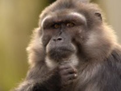 Macacos de espécie pequena confortam os outros após agressão, comportamento só ocorria entre pessoas e grandes macacos