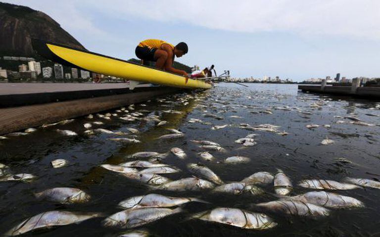 Peixes mortos na lagoa Rodrigo de Freitas, na última segunda-feira.