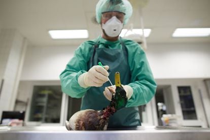 Uma cientista pega amostras de um pato silvestre em um laboratório de Rostock (Alemanha), após um surto de H5N8 em 2014. 