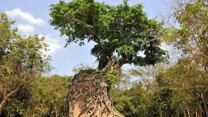 Sambor (Camboja) / SIGURD DOEPPEL