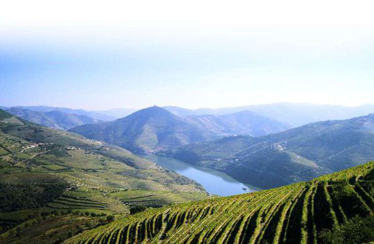 Paisagem de vinhedos na Quinta do Infantado, em Pinhão, situada na região do Douro.