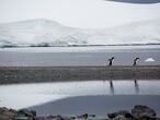FOTO EM BAIXA PARA REDES Pinguins-gentoo na Ilha Bombay, que pertence ao arquipélago Trinity, na Antártida. Local é um dos visitados na expedição do navio Arctic Sunrise. do Grrenpeace. Abbie Trayler-Smith / Abbie Trayler-Smith