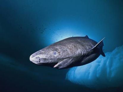 O tubarão-da-Groenlândia