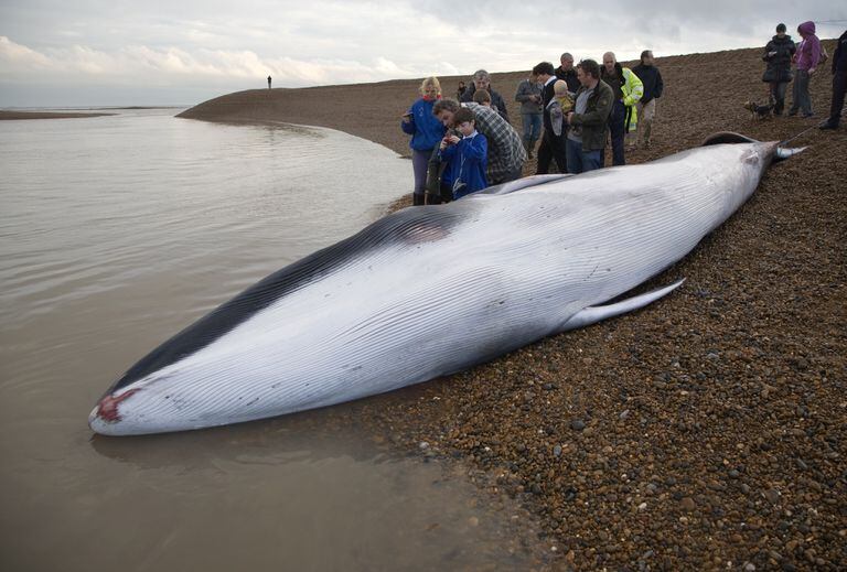 Uma jovem baleia-fin encalhada em Suffolk (Inglaterra).