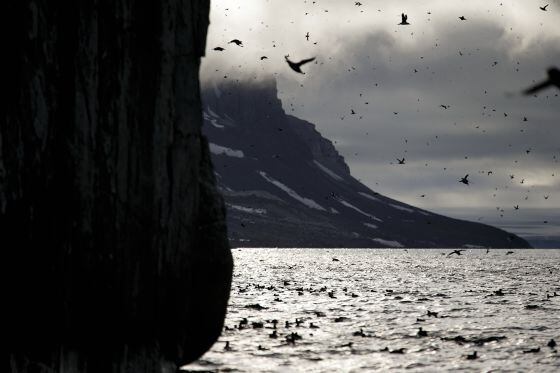 Milhares de airos de Brünnich voltam a seus ninhos em Svalbard (Noruega).