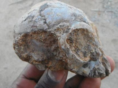Crânio fóssil descoberto perto do lago Turkana
