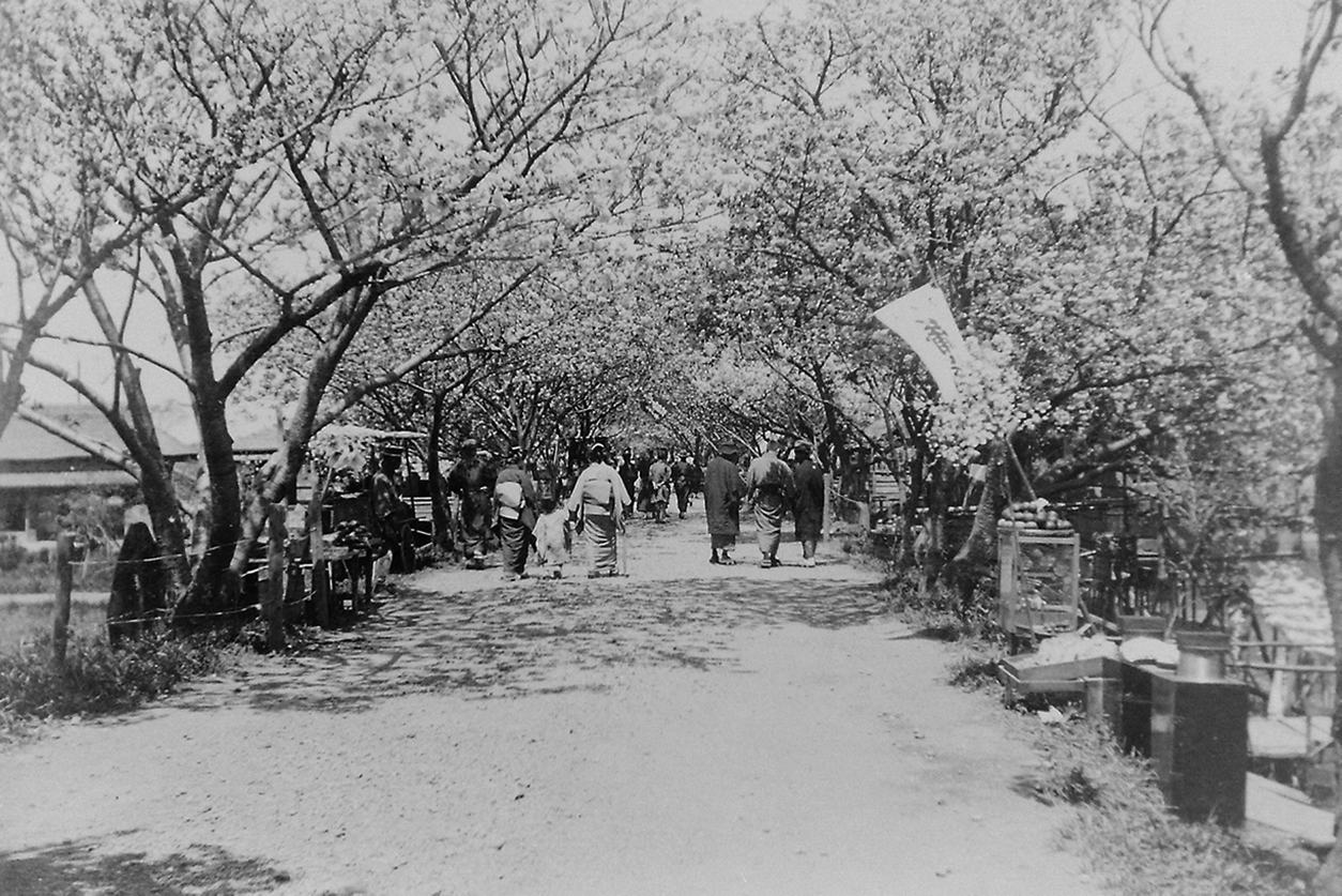 Festa do Hanami à beira do rio Arakawa, na década de 1920, numa imagem da família Funatsu.