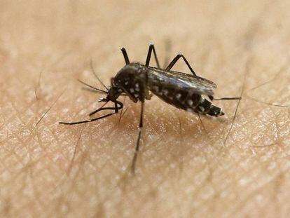 Um mosquito transmissor do zika vírus.