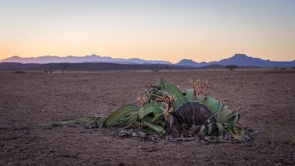 Espécime de ‘Welwitschia’ no deserto do Namibe, na Namíbia, em 2016.